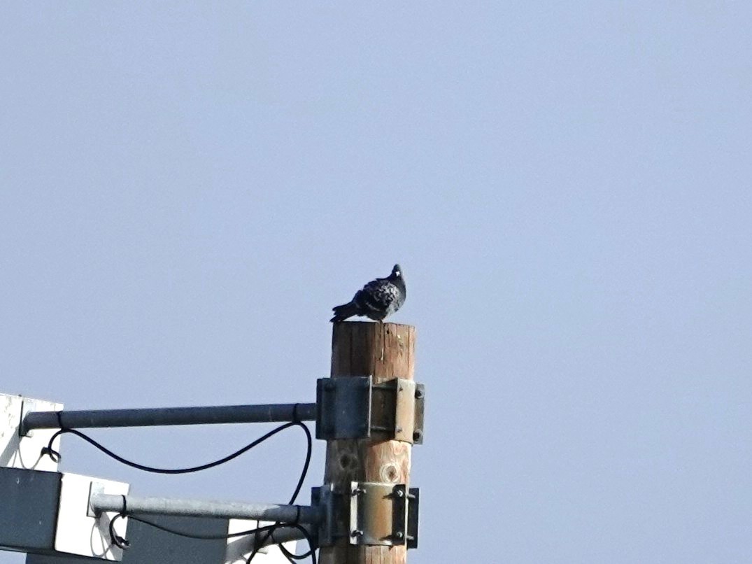 Rock Pigeon (Feral Pigeon) - ML645561270