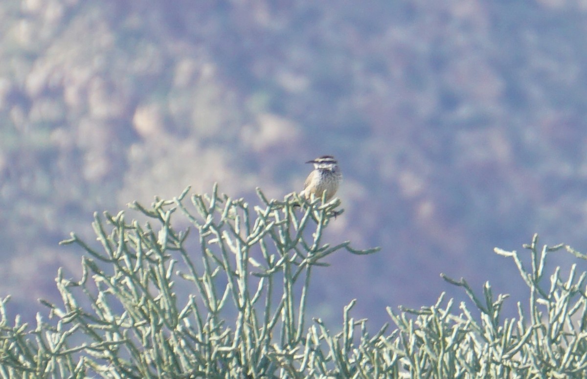 Cactus Wren - ML645561271