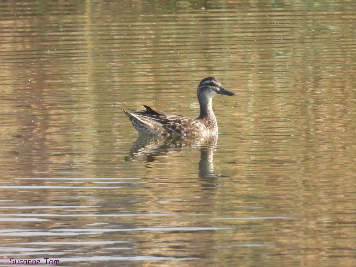 Garganey - ML645561273