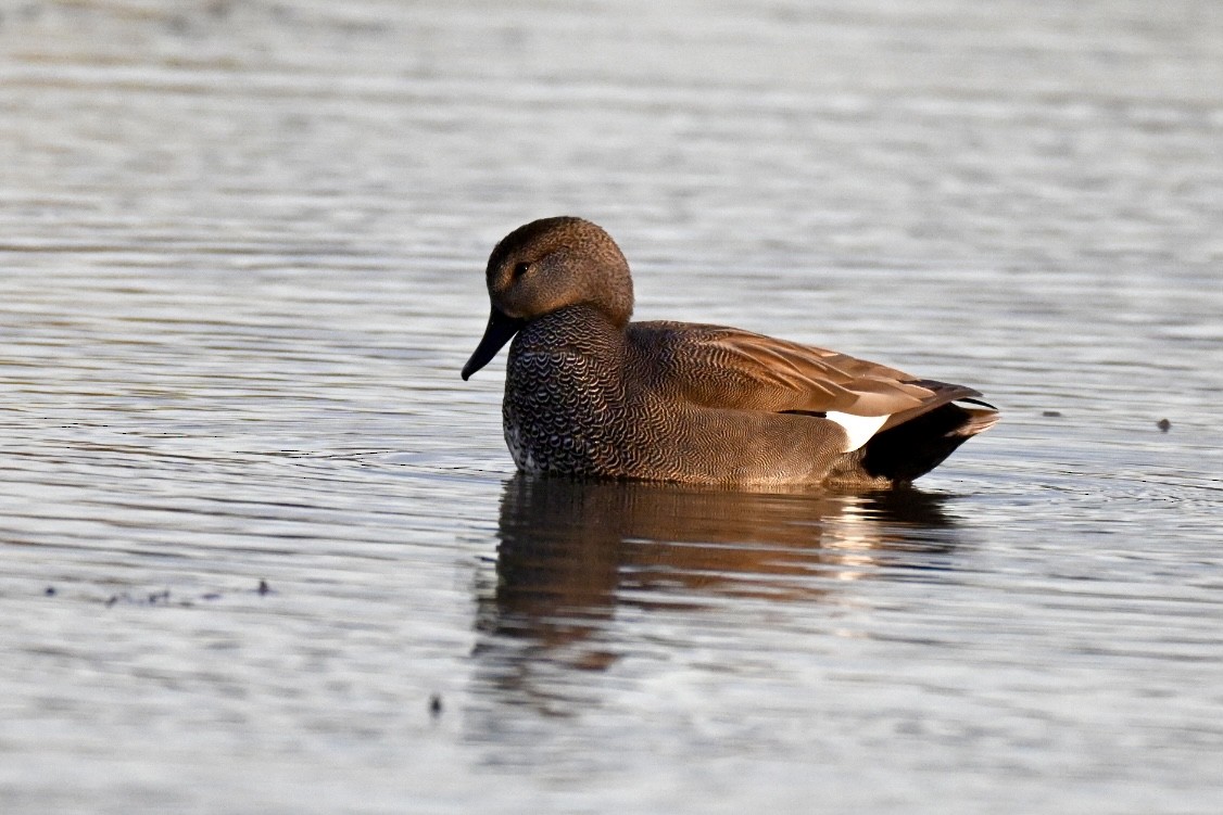 Gadwall - ML645561274