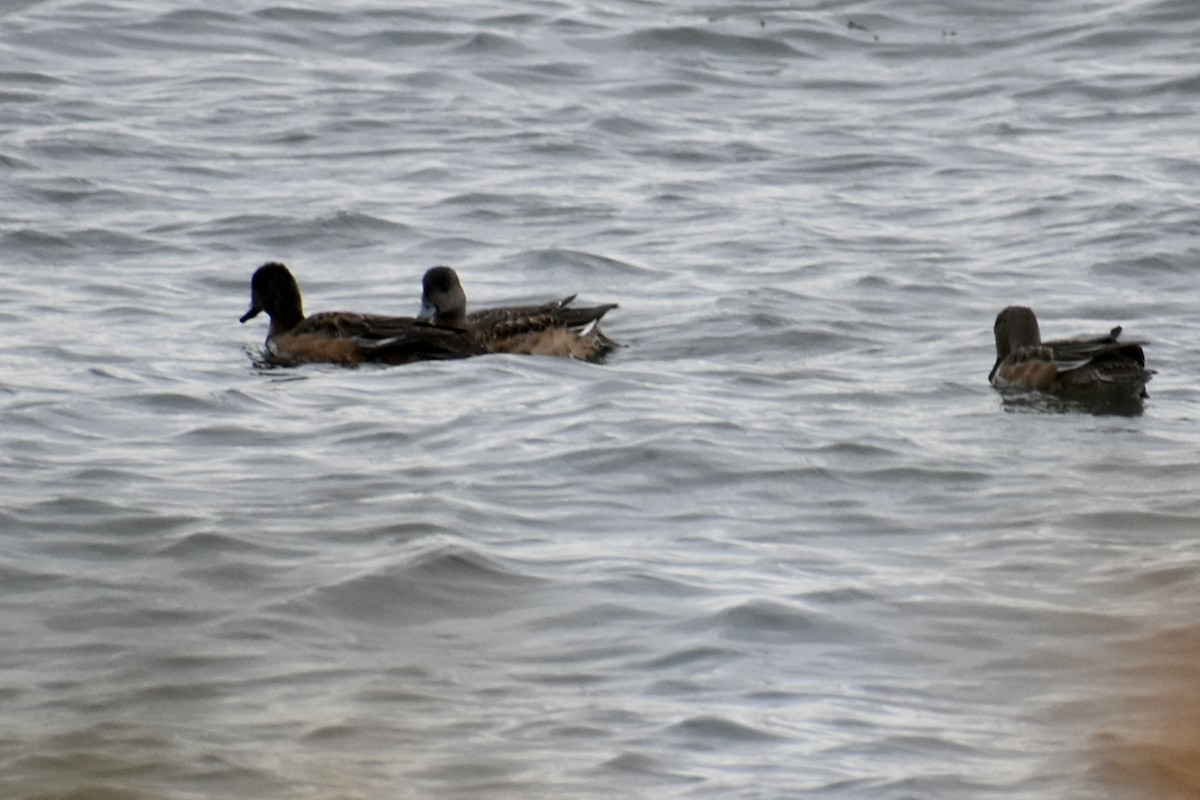 American Wigeon - ML645561275