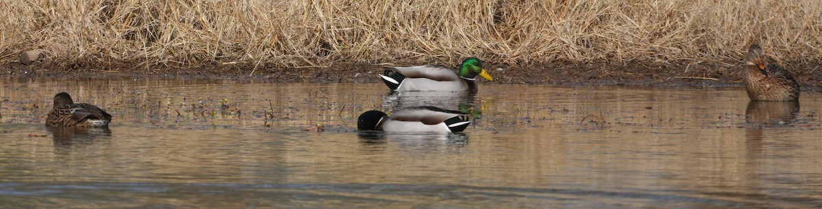 Mallard - ML645561277