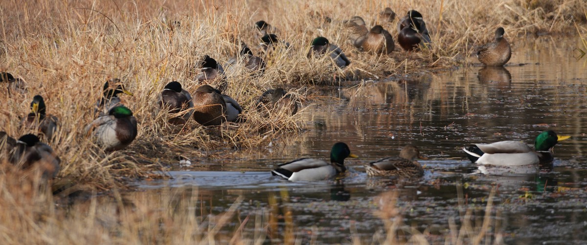 Mallard - ML645561278