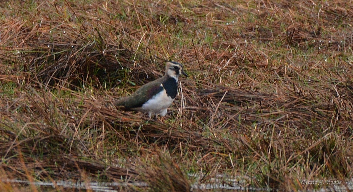 Northern Lapwing - ML645561280