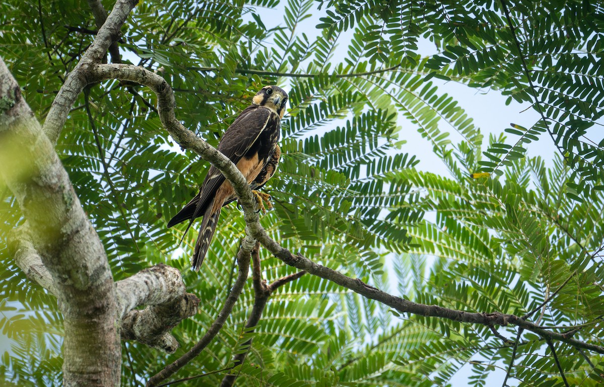 Aplomado Falcon - ML645561282