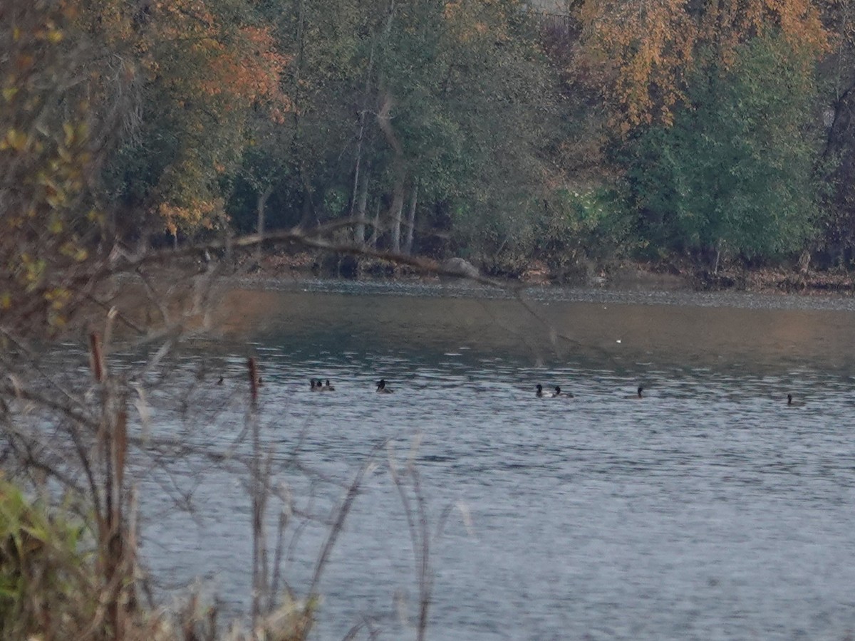 American Coot - ML645561285