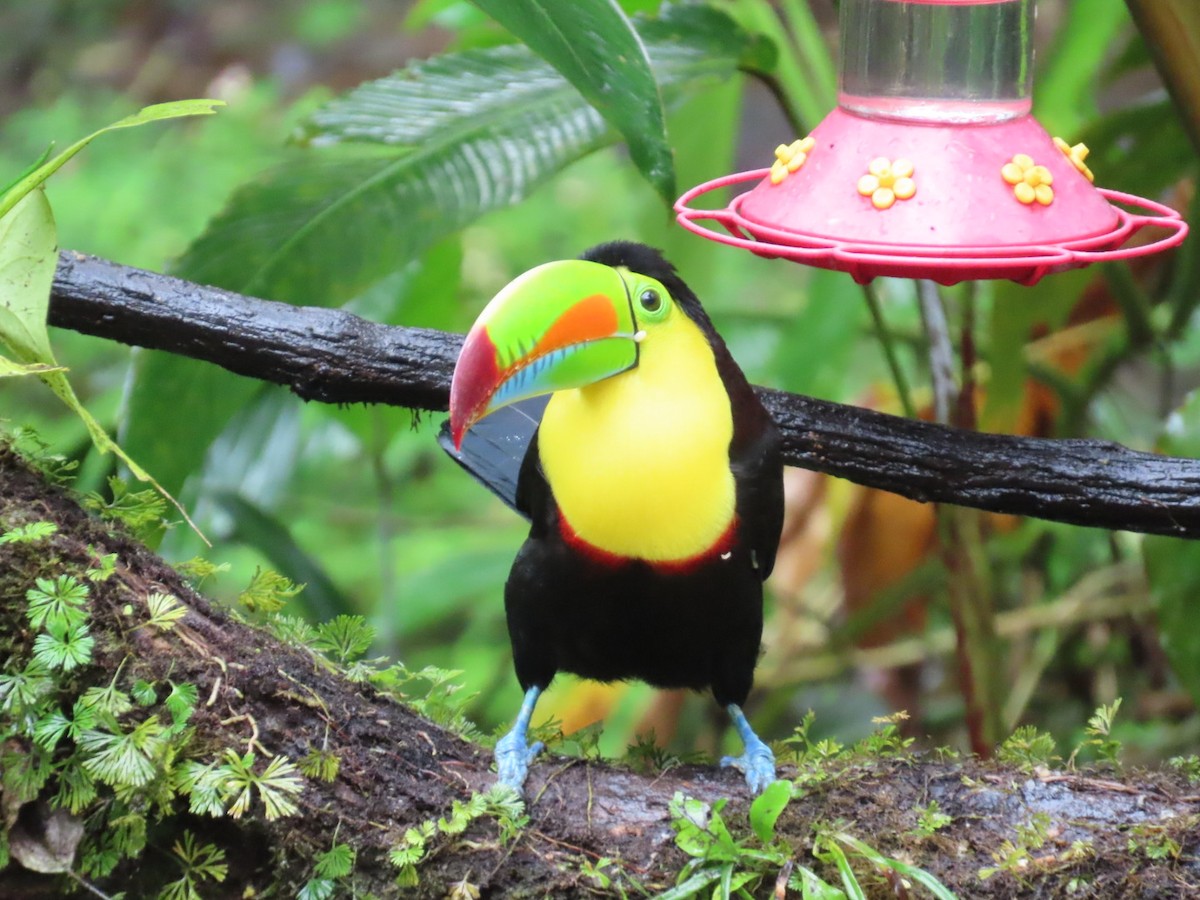 tukan středoamerický - ML645561286