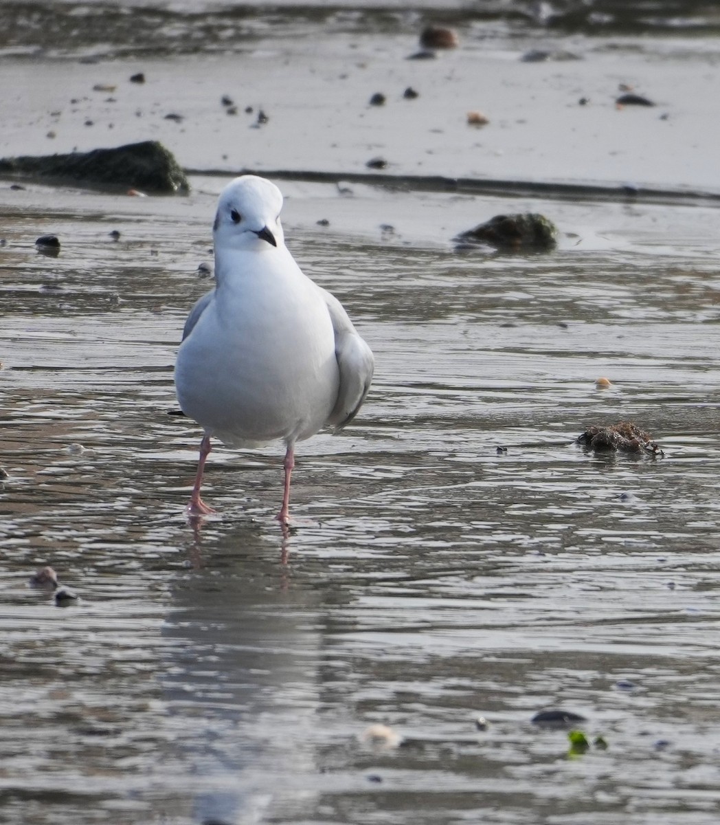 Bonaparte's Gull - ML645561290