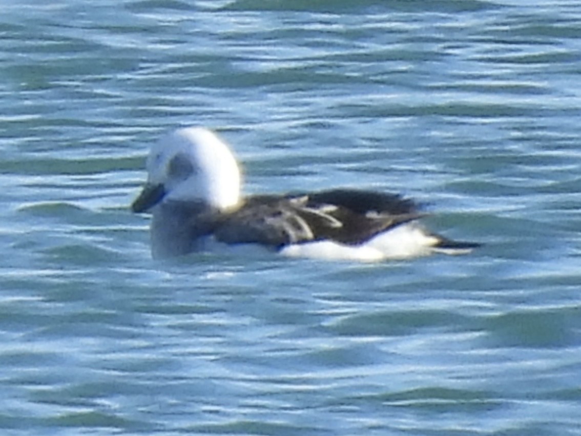 Long-tailed Duck - ML645561292