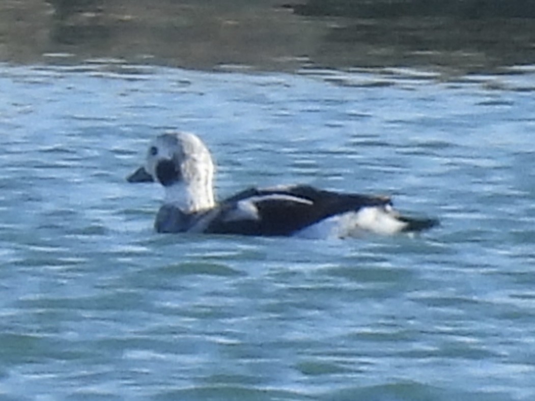 Long-tailed Duck - ML645561293