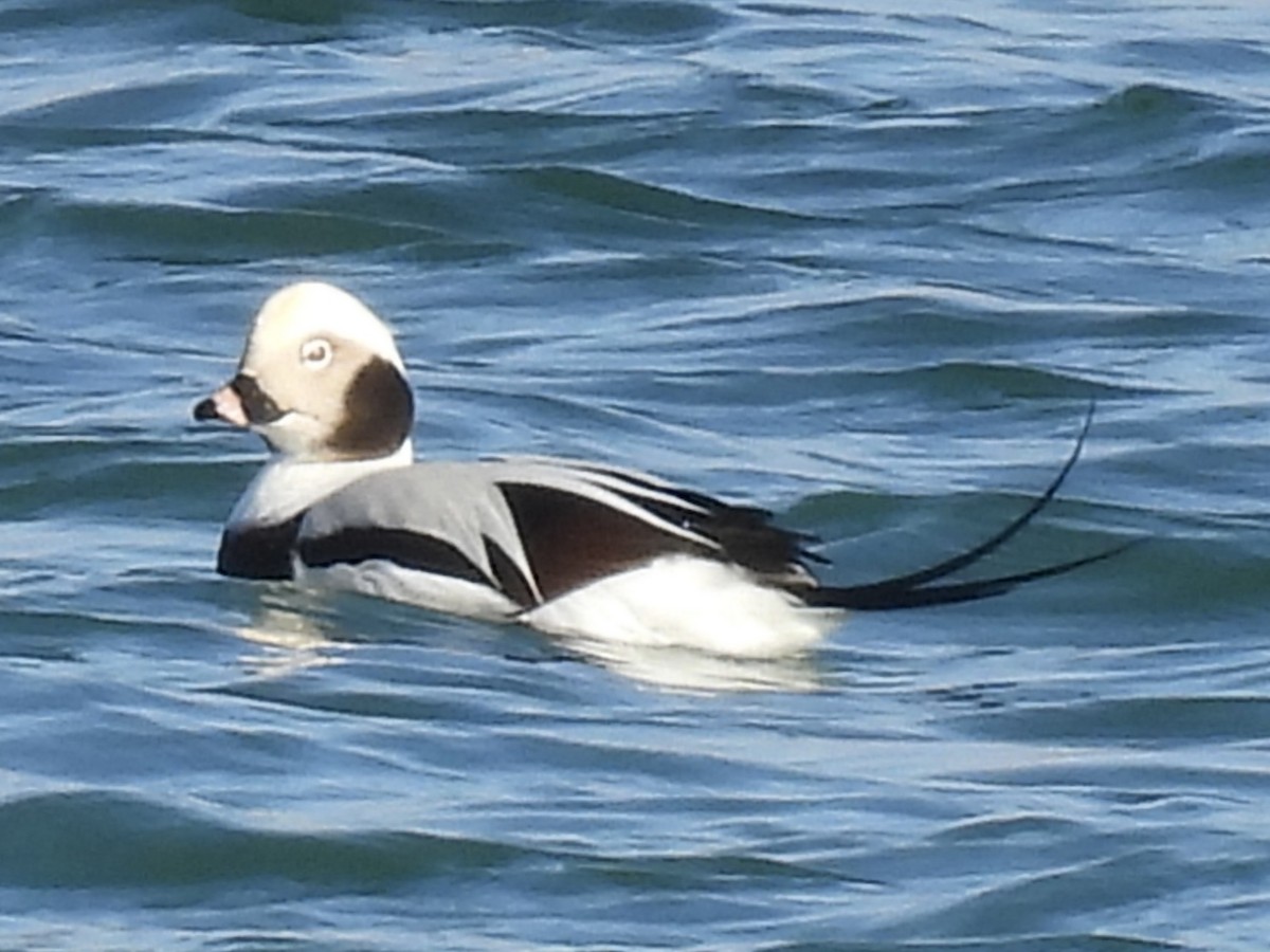 Long-tailed Duck - ML645561294