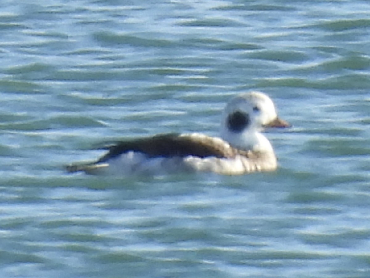 Long-tailed Duck - ML645561295