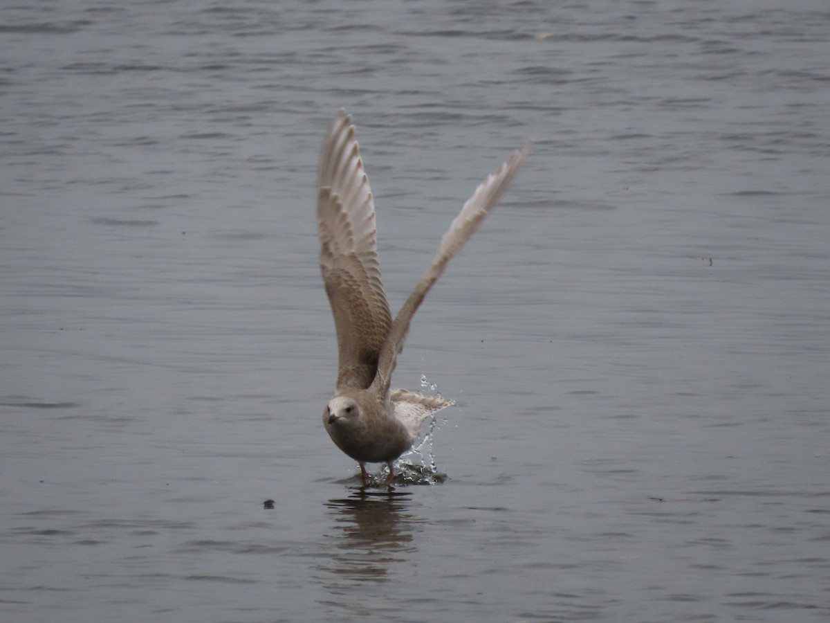 アイスランドカモメ - ML645561305