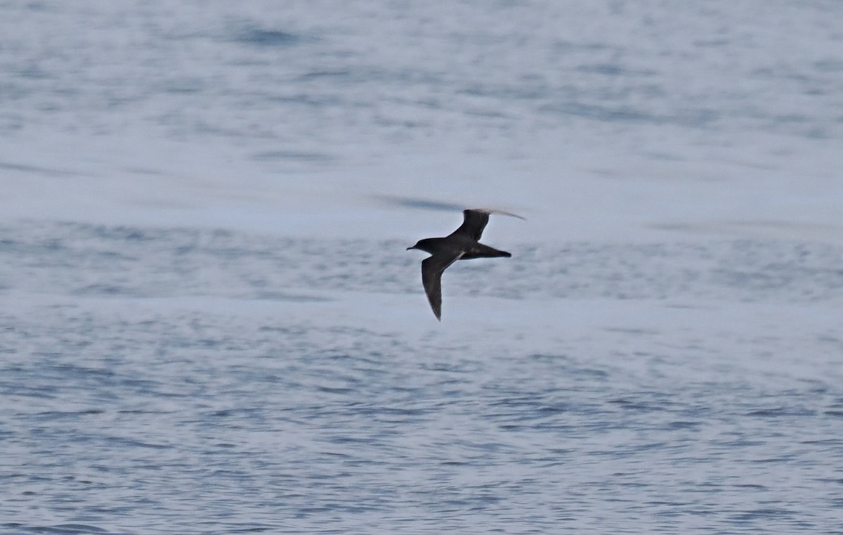 Sooty Shearwater - ML645561312