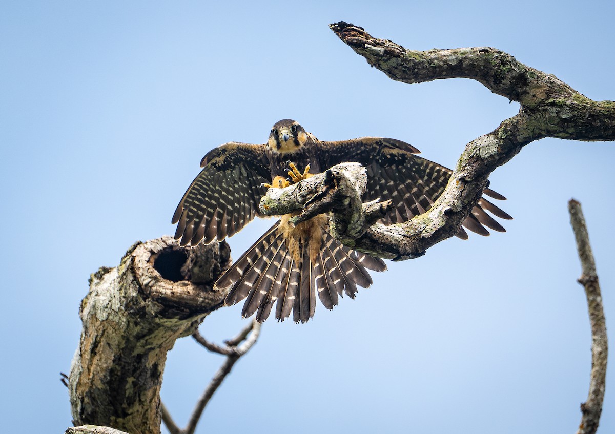 Aplomado Falcon - ML645561319