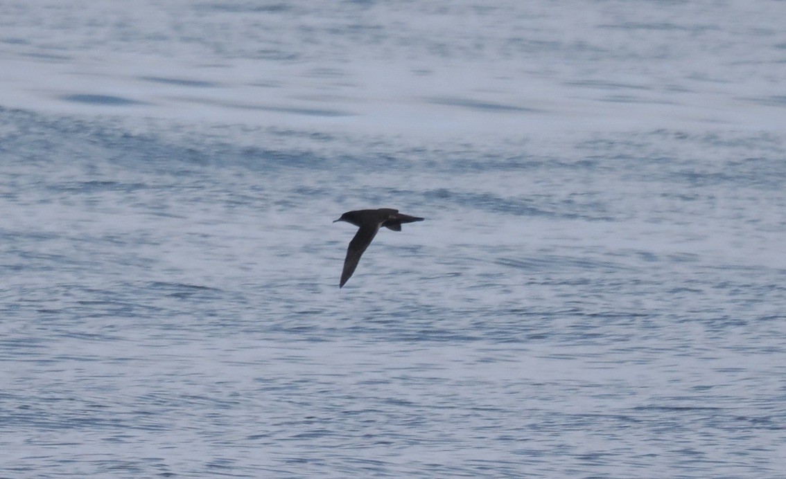Sooty Shearwater - ML645561320