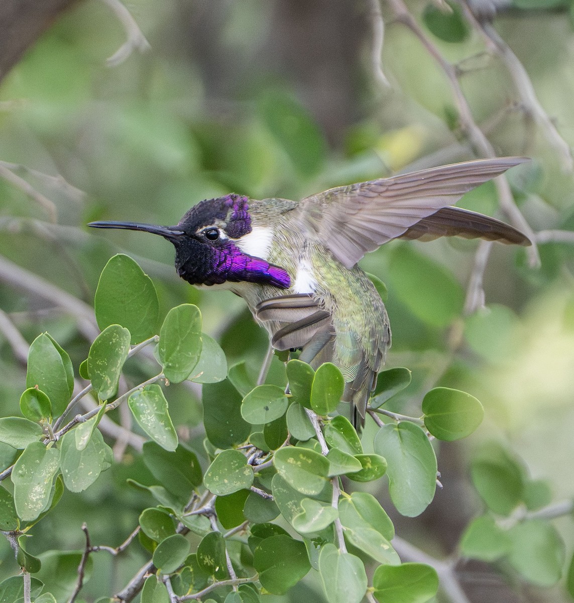 Costa's Hummingbird - ML645561323
