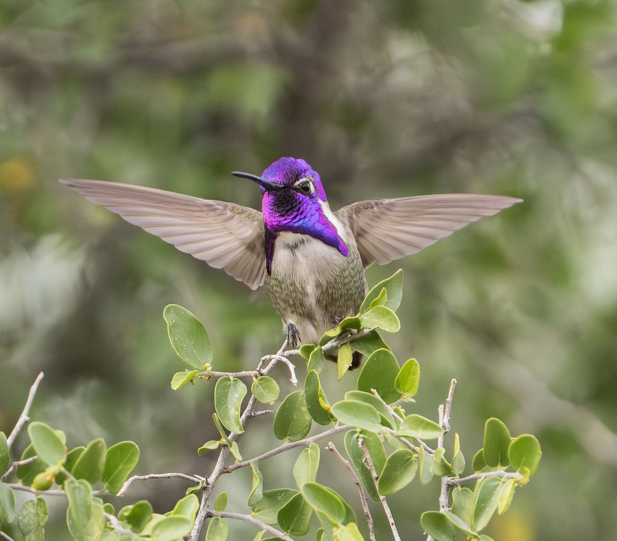 Costa's Hummingbird - ML645561324