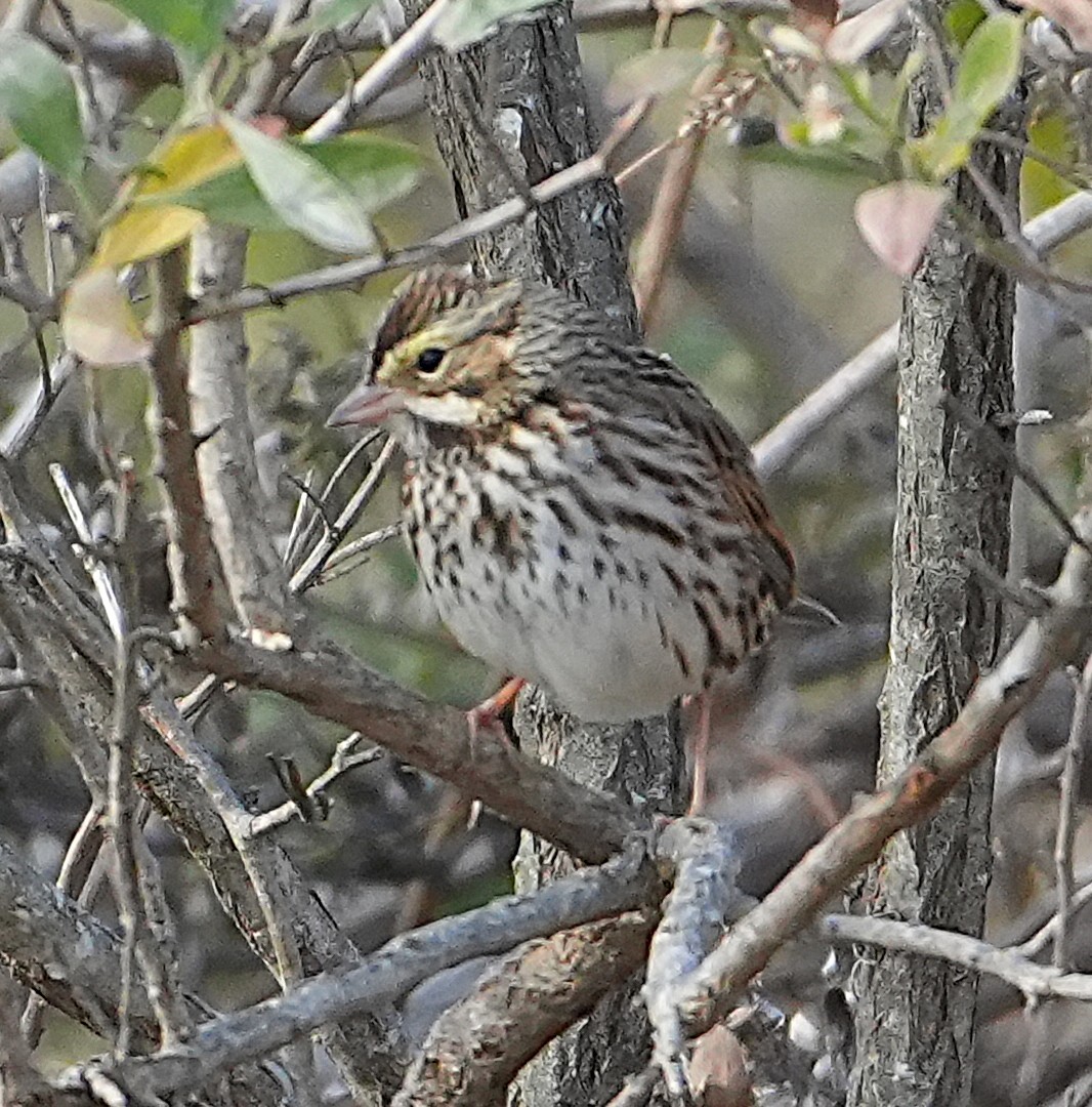 Savannah Sparrow - ML645561330