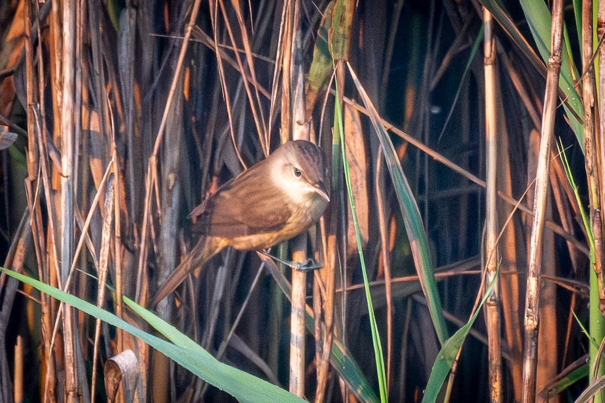 קנית אפריקנית - ML645561331
