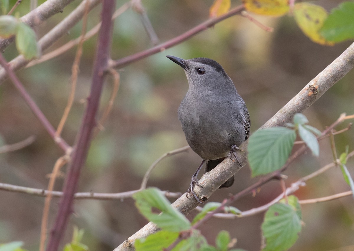 ימימן אמריקני - ML645561338