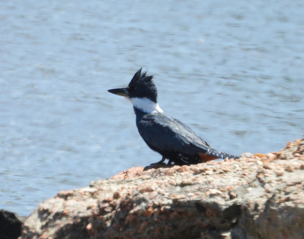 Ringed Kingfisher - ML645561360
