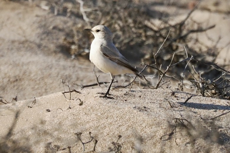 Tractrac Chat - ML645561364