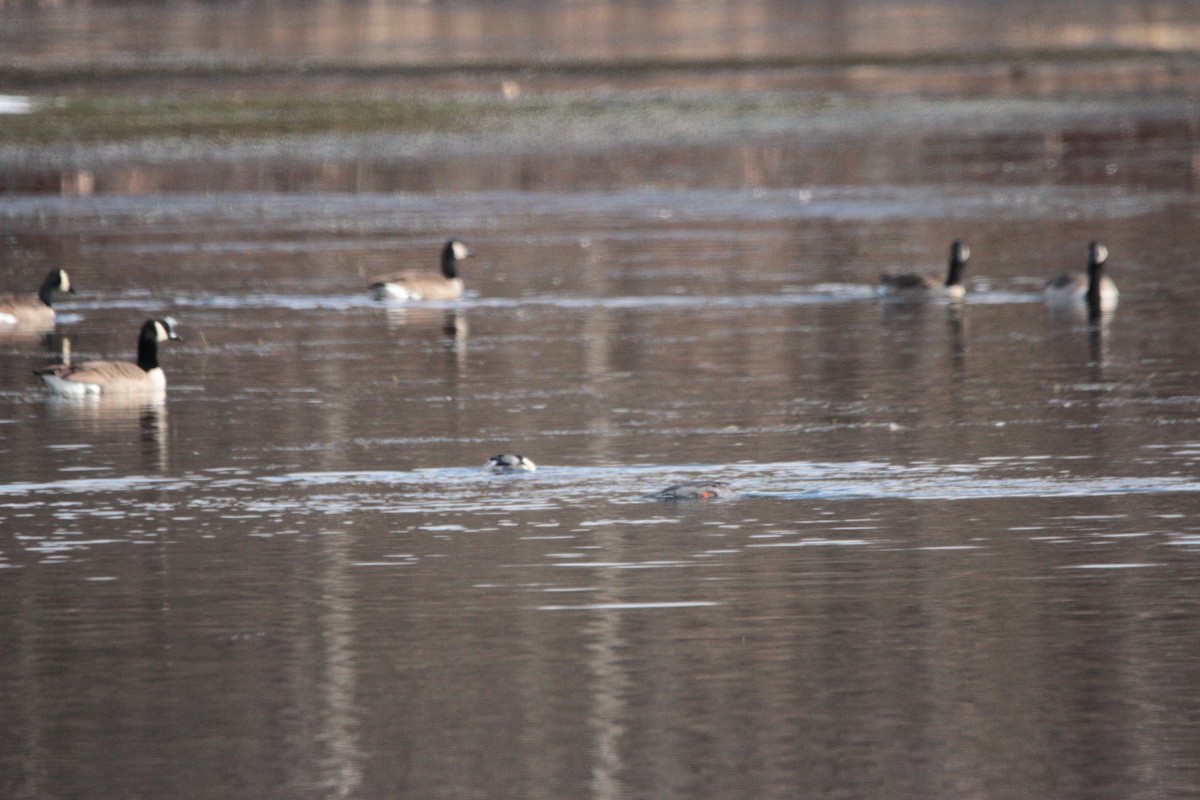 Canada Goose - ML645561365