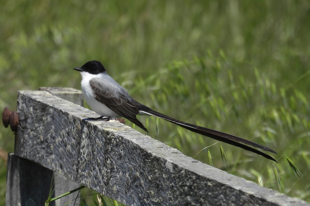 Fork-tailed Flycatcher - ML645561367