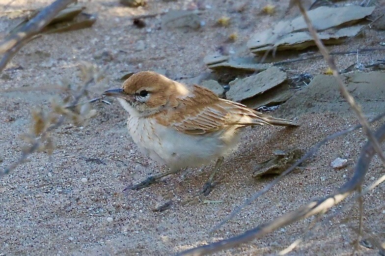 Dune Lark - ML645561370