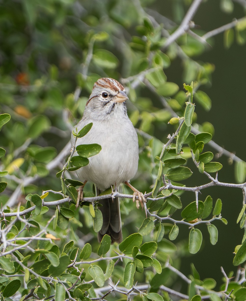 Rufous-winged Sparrow - ML645561371