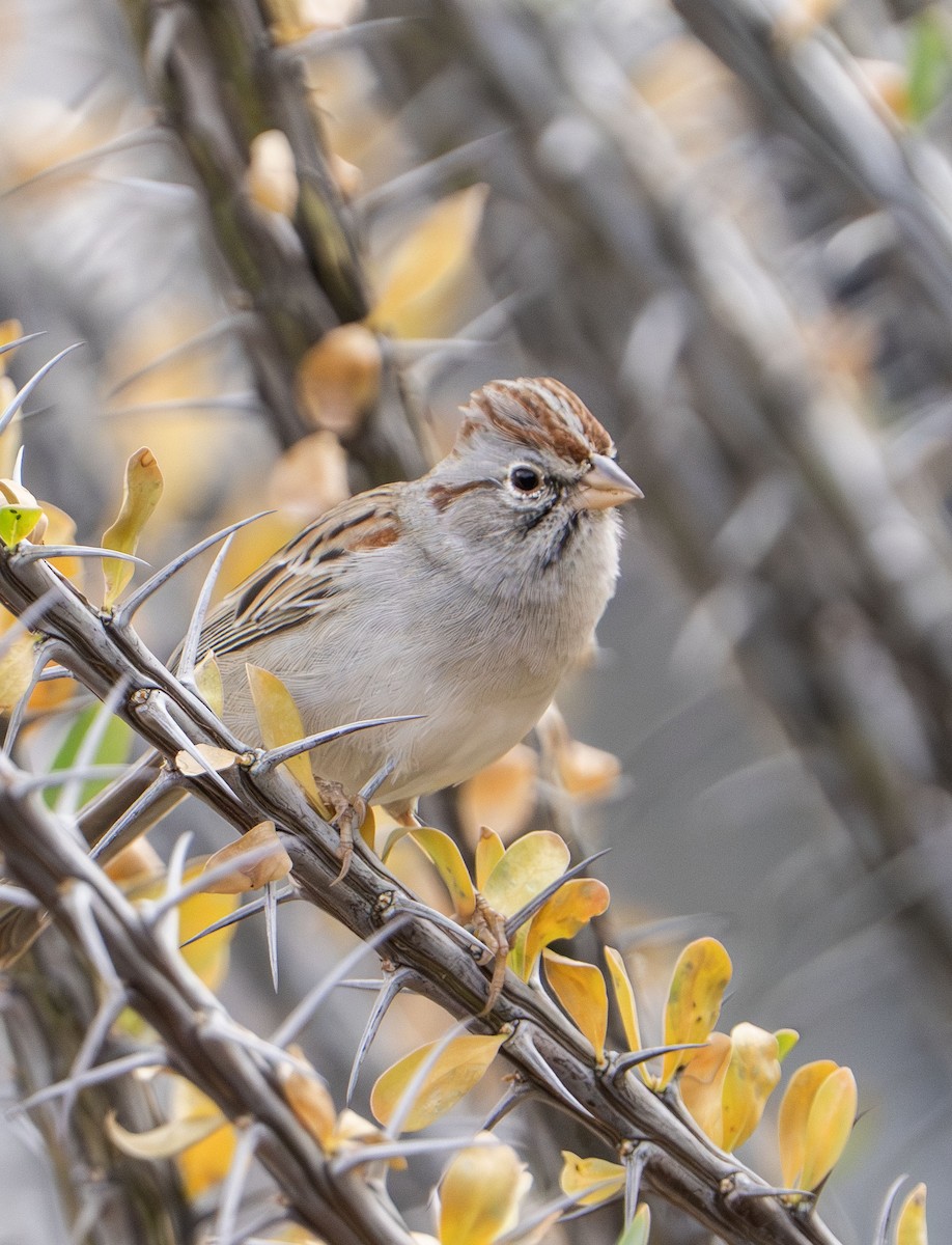 Rufous-winged Sparrow - ML645561372
