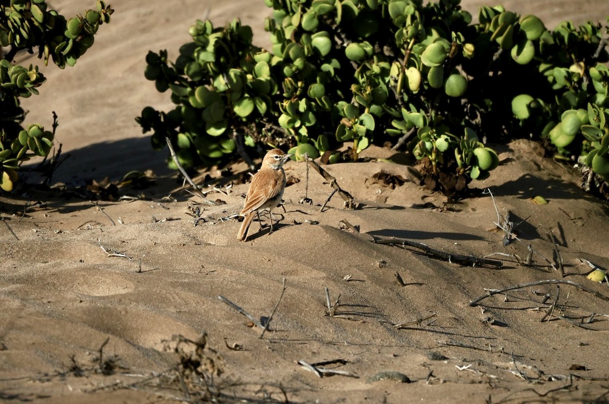 Dune Lark - ML645561375