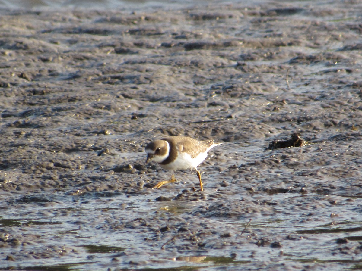 Semipalmated Plover - ML645561376