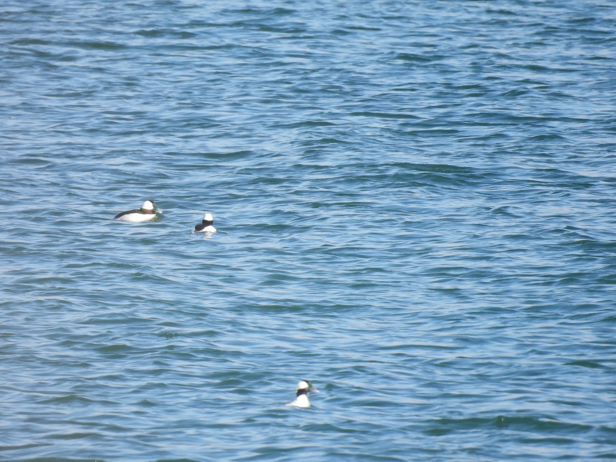 Bufflehead - ML645561377