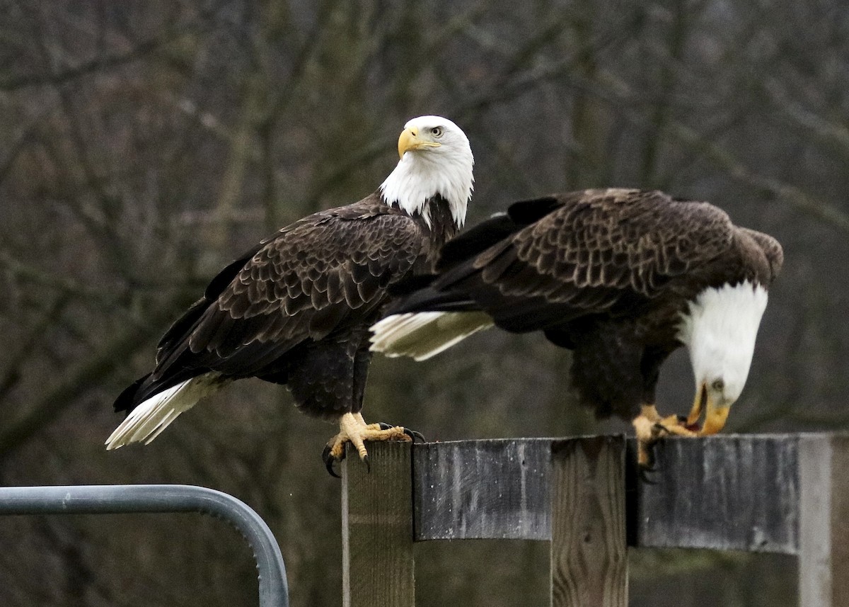 Bald Eagle - ML645561378