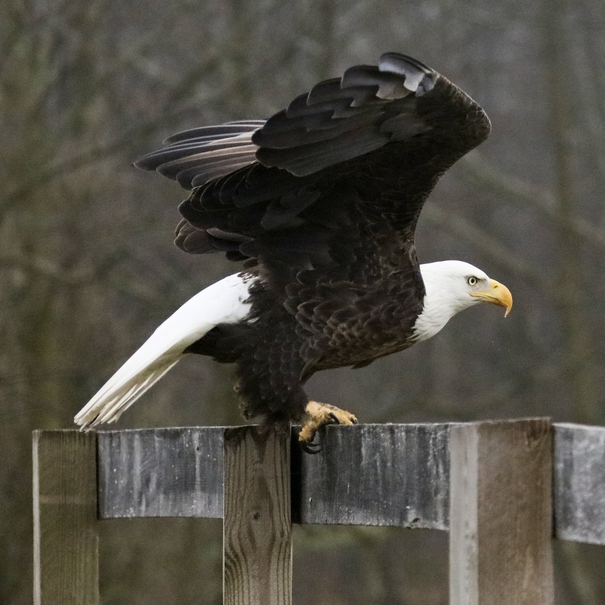 Bald Eagle - ML645561379