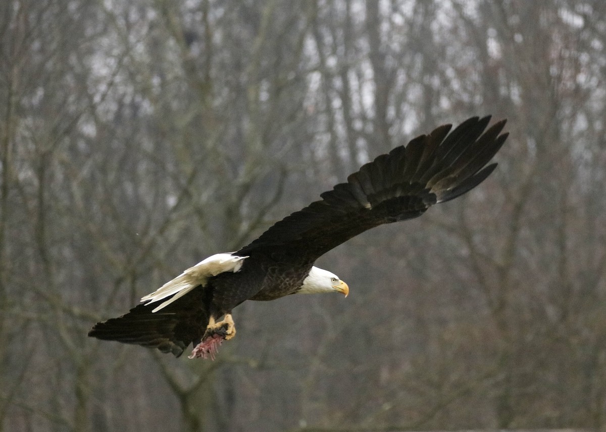 Bald Eagle - ML645561380