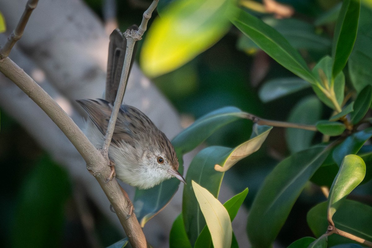 Delicate Prinia - ML645561381