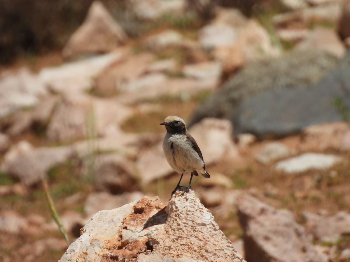 Mourning Wheatear - ML645561382