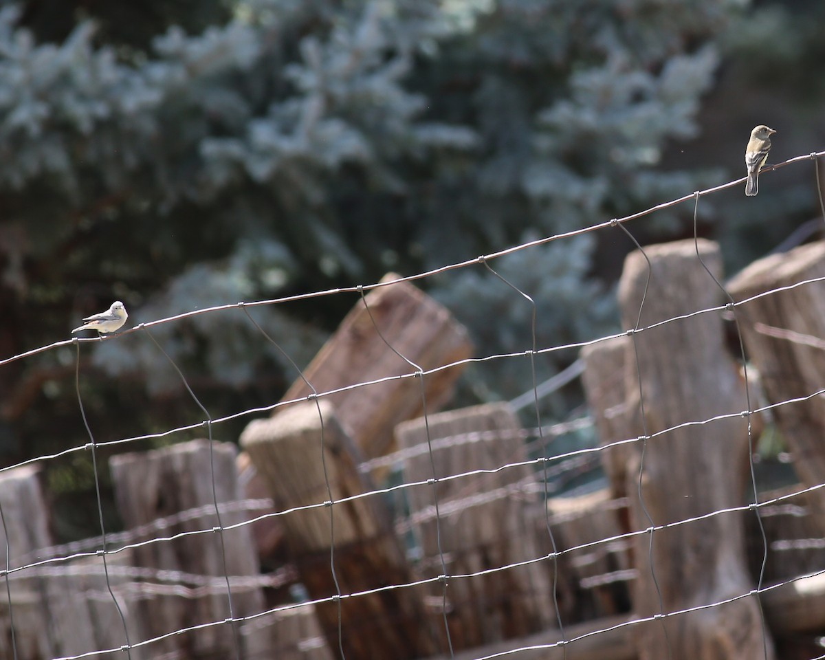 Lucy's Warbler - ML645561384