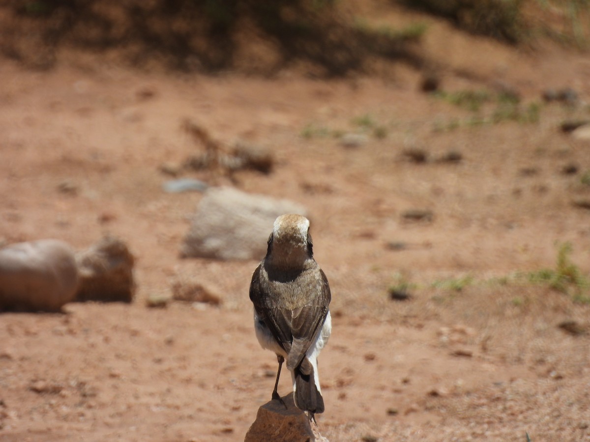 Mourning Wheatear - ML645561385
