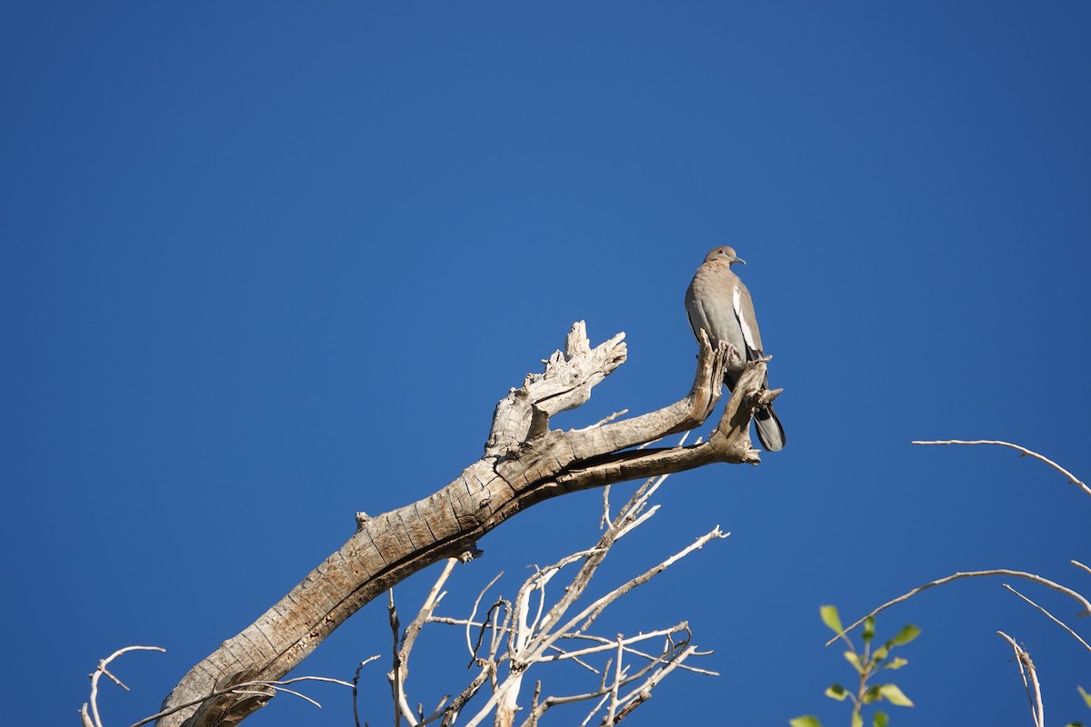 White-winged Dove - ML645561386