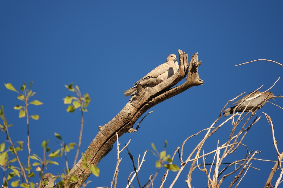 White-winged Dove - ML645561387