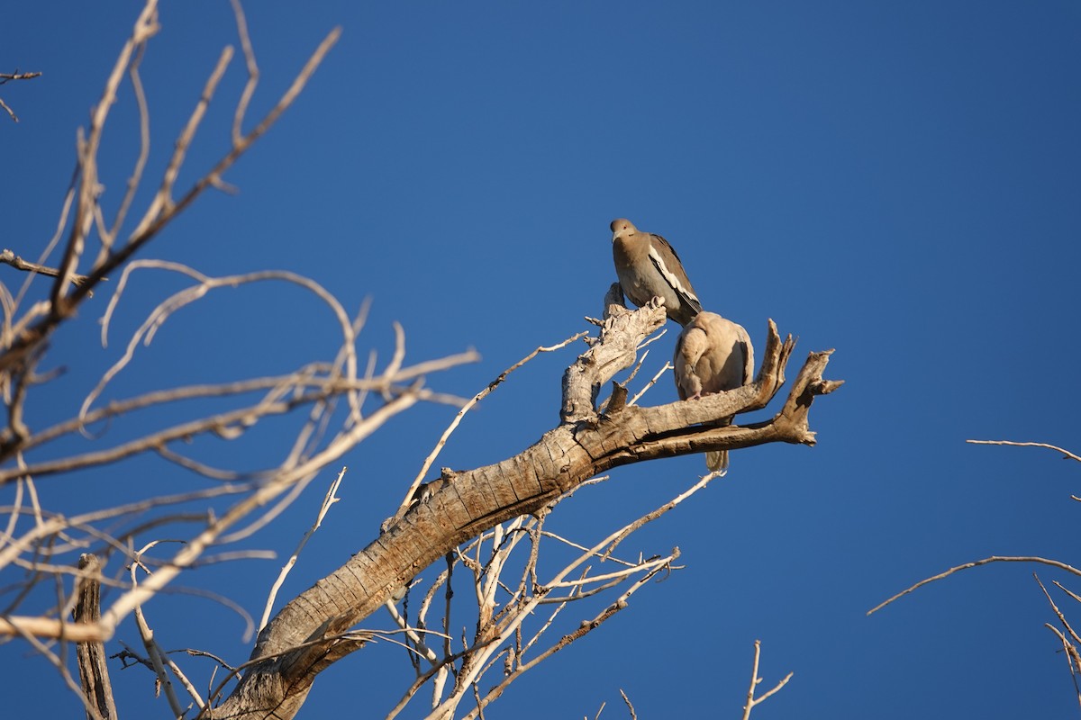 White-winged Dove - ML645561388