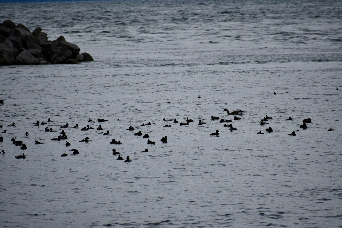 Canada Goose - ML645561390