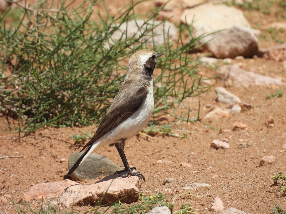 Mourning Wheatear - ML645561391