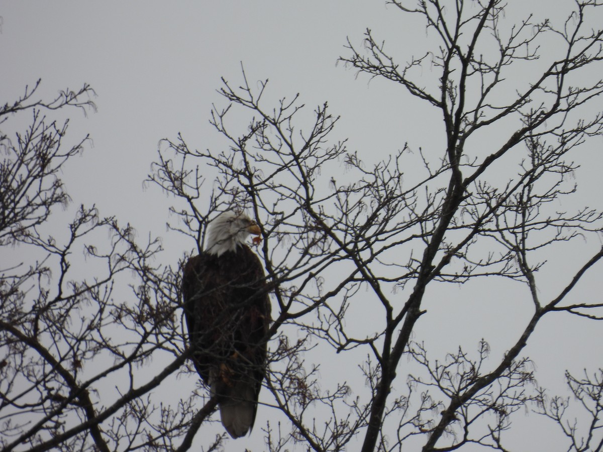 Bald Eagle - ML645561392