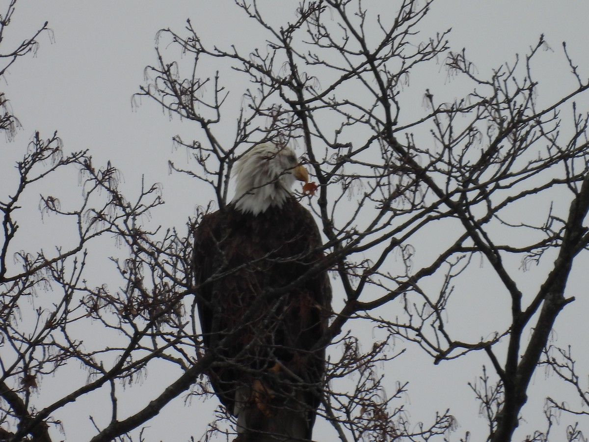 Bald Eagle - ML645561393
