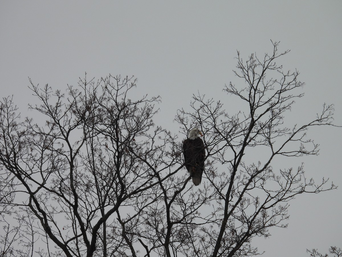 Bald Eagle - ML645561394